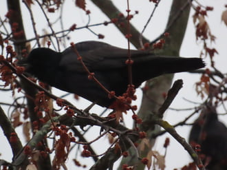 Reggeliző Vetési varjú