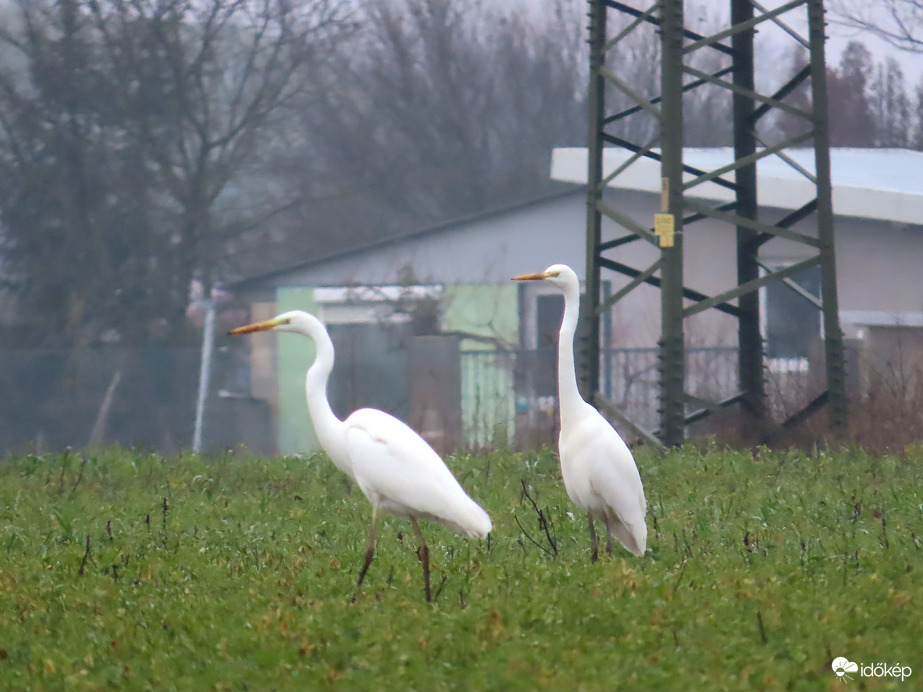 Nagy kócsagok Szombathely határában