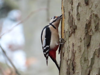 Mi lehet a kéreg alatt?