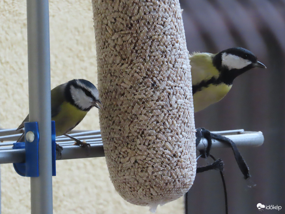 Nagy a délutáni sürgés-forgás 2.