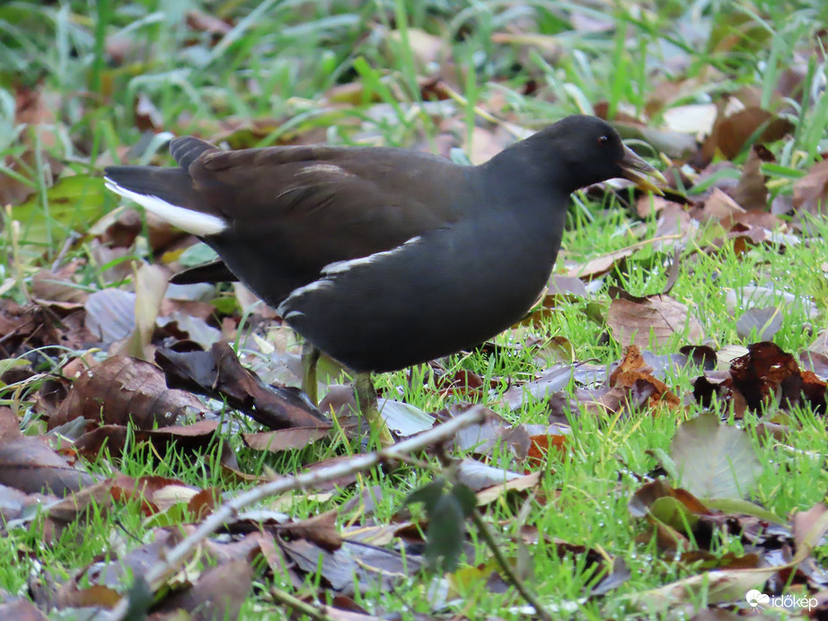 Kijöttem a partra csipegetni