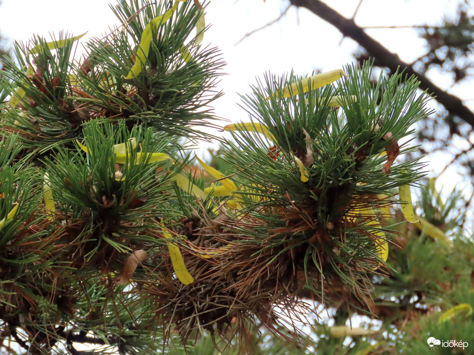 Most a fenyőt díszítik