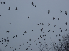 A fekete sereg szárnyra kapott