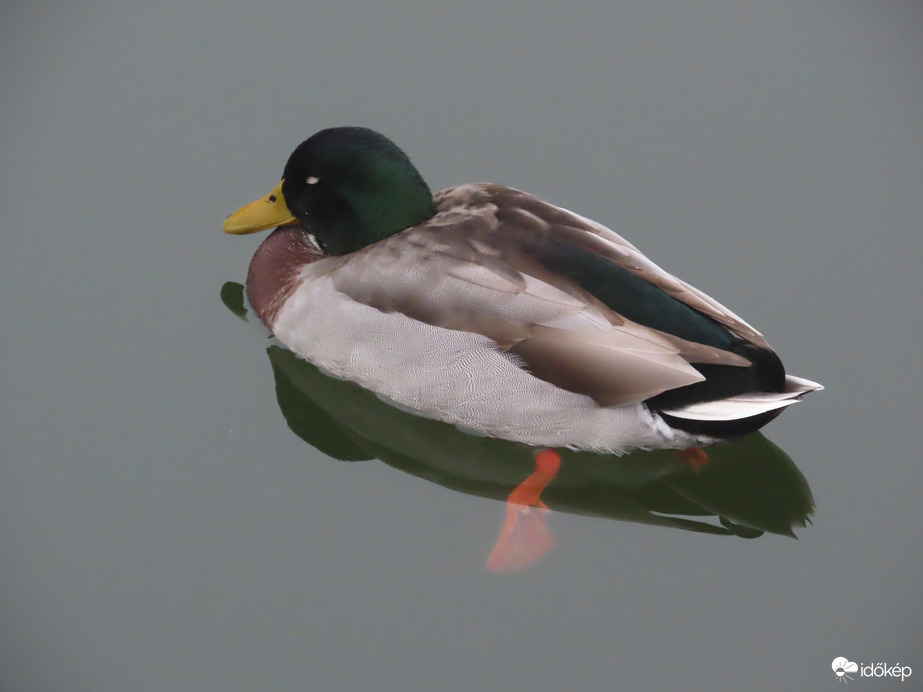 Szunyókálás a vízen lebegve
