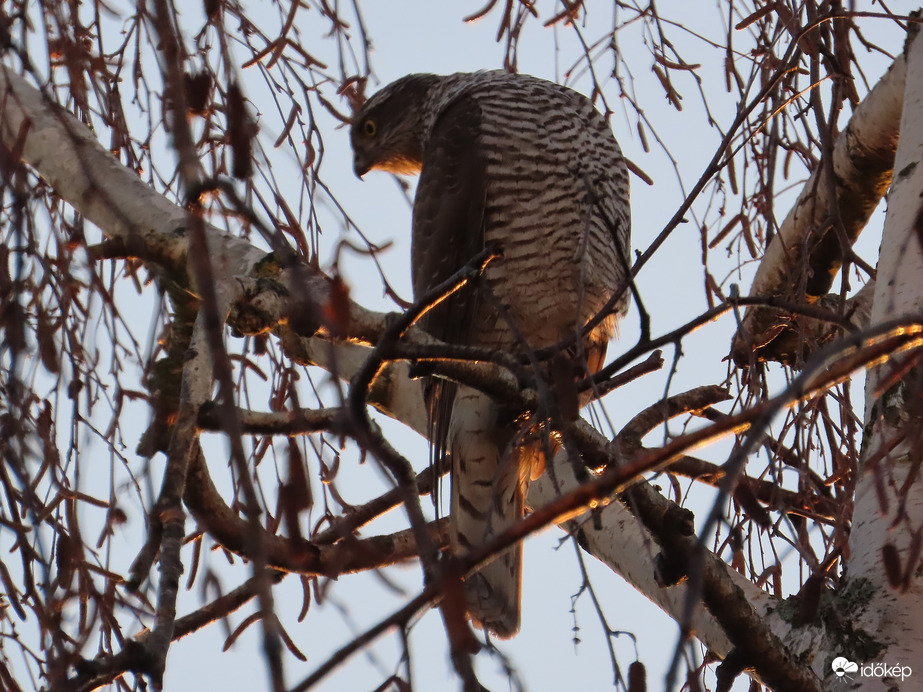Karvaly figyelőállásban