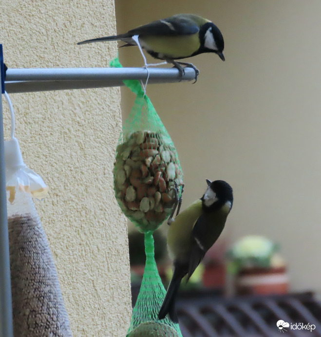 Nézd! Valami új került ide!