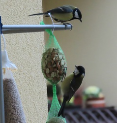 Nézd! Valami új került ide!