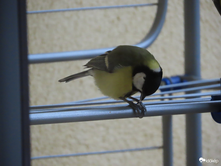 Miért vigyem el, ha itt is megehetem?