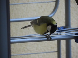 Miért vigyem el, ha itt is megehetem?