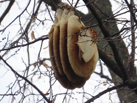 Faágon lógó méhkaptár