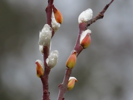 Fűzfa barka decemberben