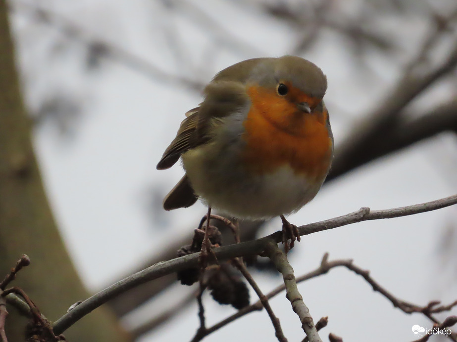 Nekem dobtad a magokat?