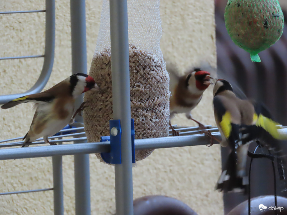 Egy kis vita támadt!