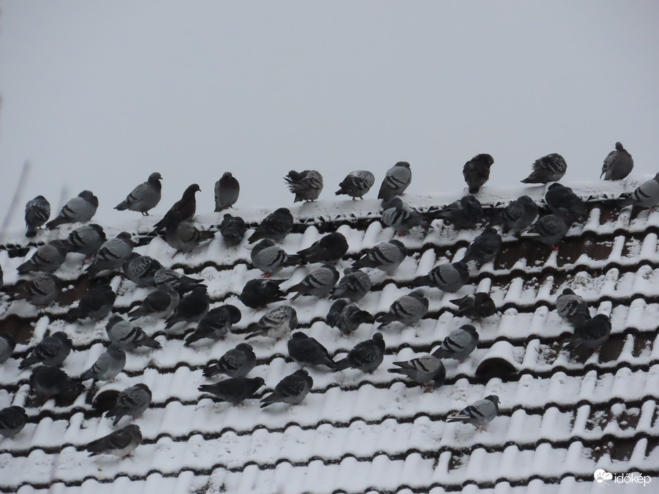 Galambok a havas tetőn