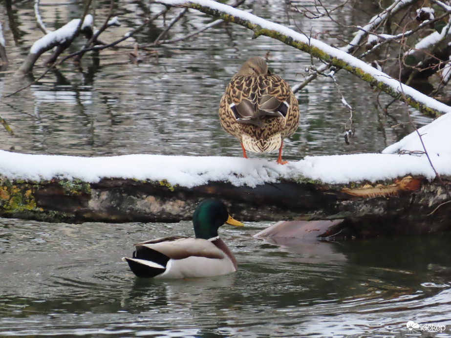 Ne zavarj az örökös úszkálással, mert pihenni szeretnék!