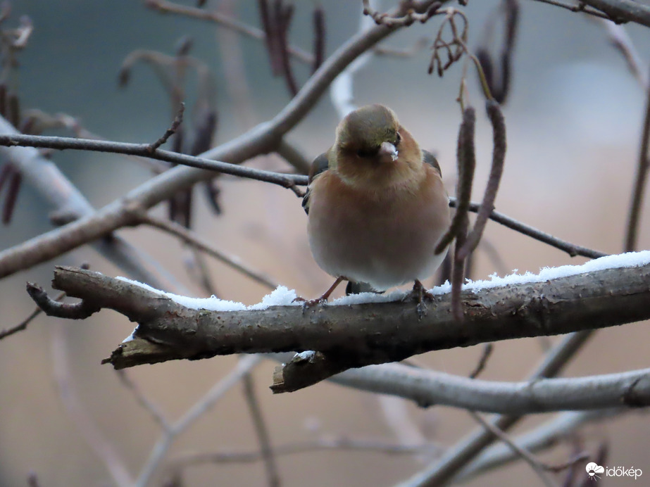 Pintyőke a havas ágon