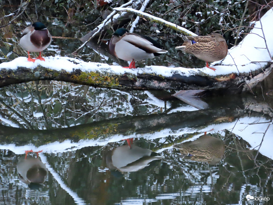 Pihenő récék tükörben