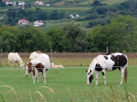 Legelésző lovak