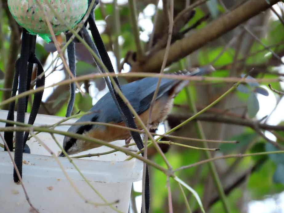A bokrok közé rejtve is megtaláltam