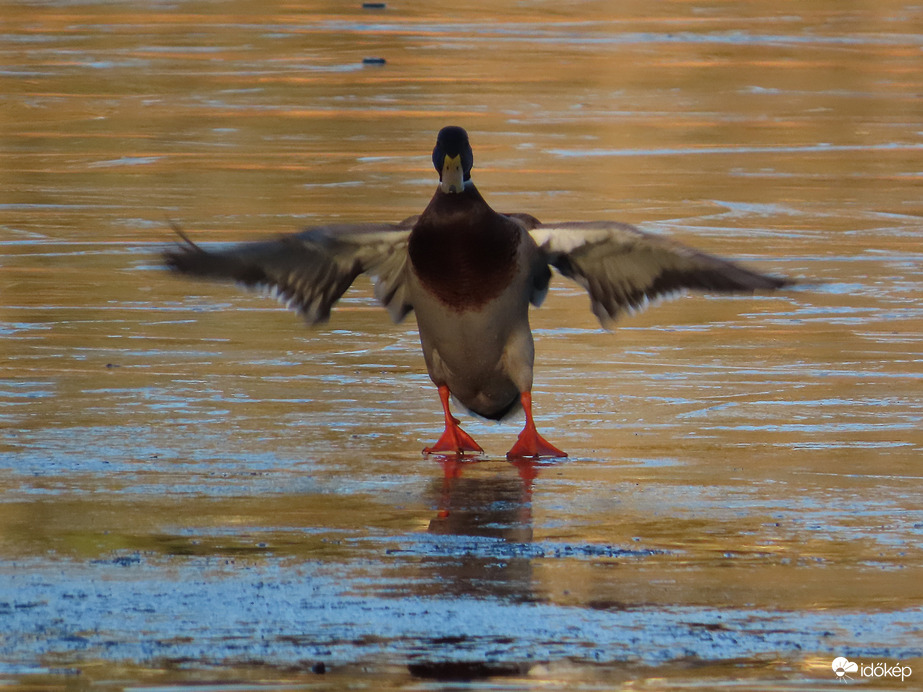 Majdnem elcsúsztam!