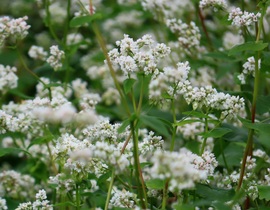 Hajdina (közelről)