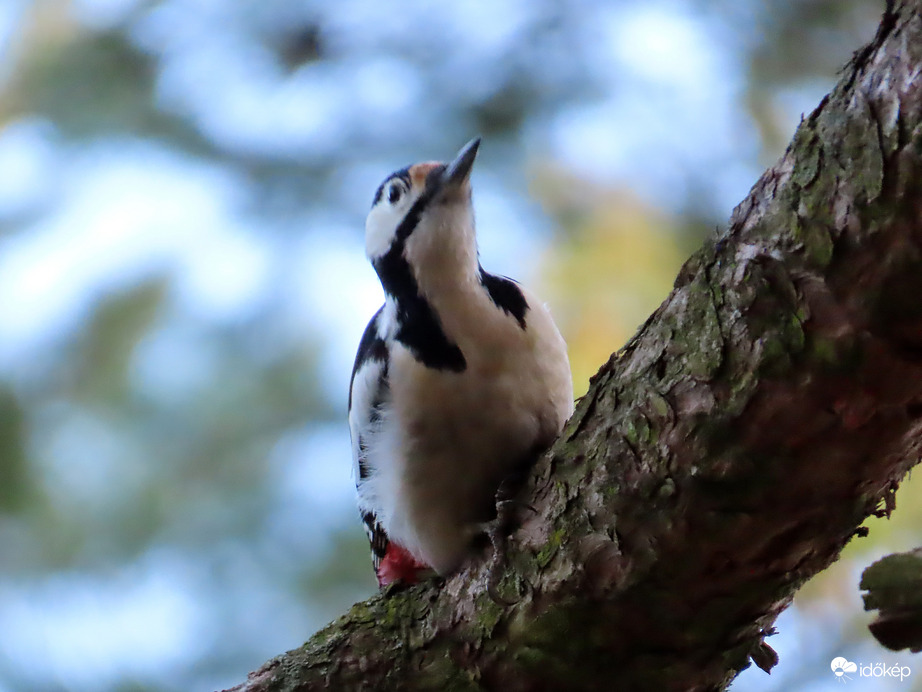 Mindenütt megvizsgálom a fát! 1.