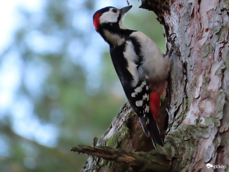 Mindenütt megvizsgálom a fát! 2.