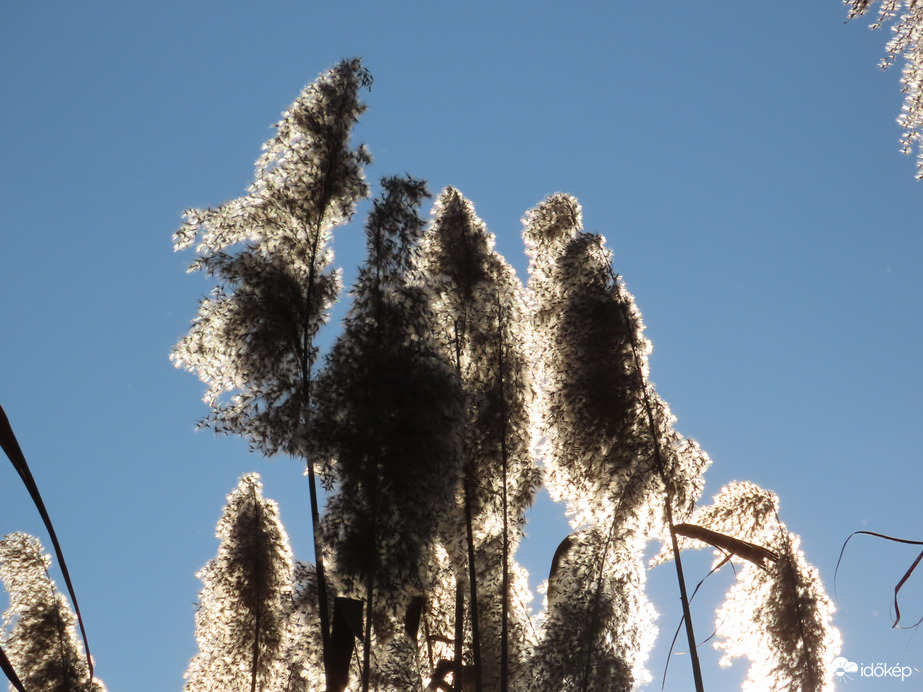 Nádszálak a fényben