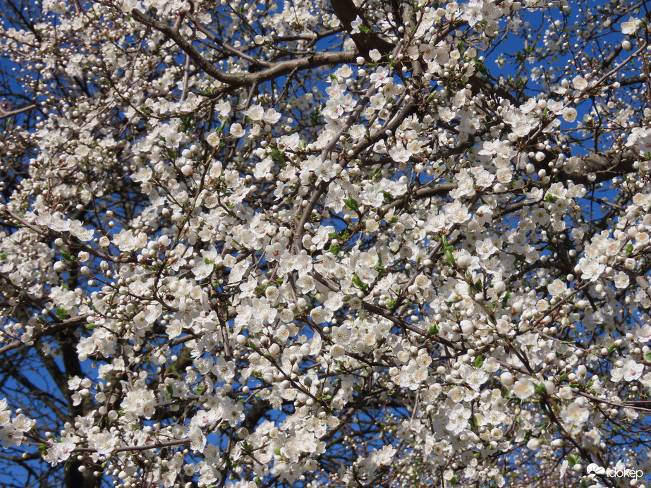 Virágzik a Vadcseresznye 1.