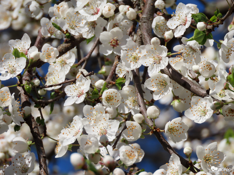Virágzik a Vadcseresznye 2.