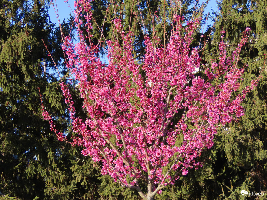 Virágba borult a Díszcseresznye a Sportligetben 1.