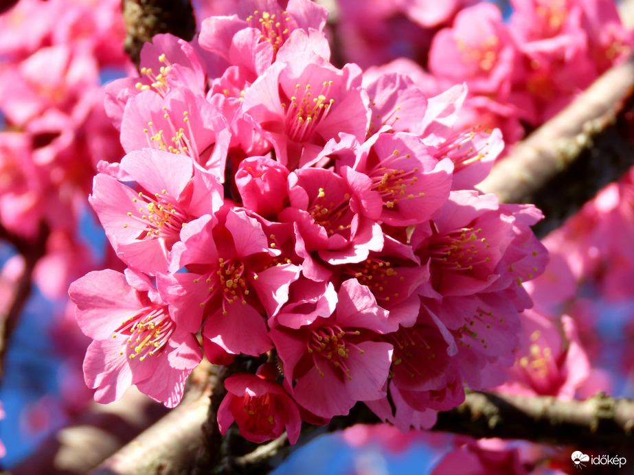 Virágba borult a Díszcseresznye a Sportligetben 2.