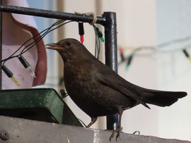 Találtam a begyemre valót!