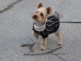 Ugye megrágcsálhatom?