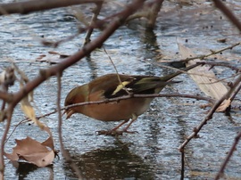 Csipegető Erdei pinty a jégen