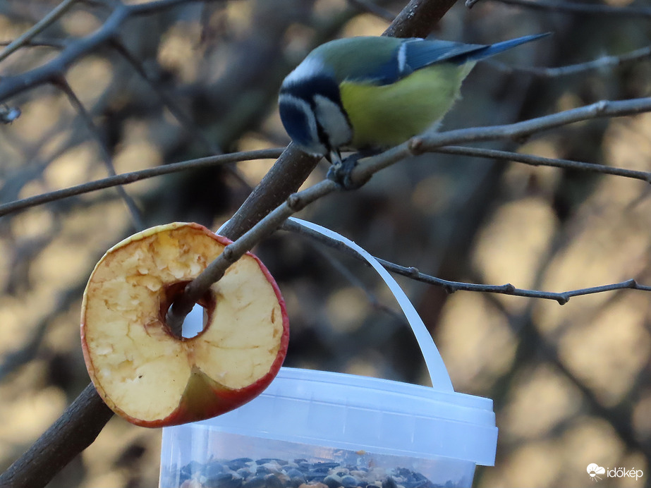 Miért vigyem távolabb, ha itt is megehetem?