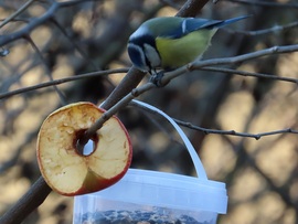 Miért vigyem távolabb, ha itt is megehetem?
