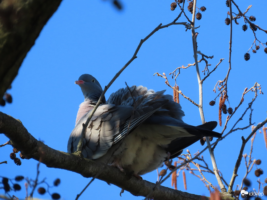 Tollászkodó Örvös galamb