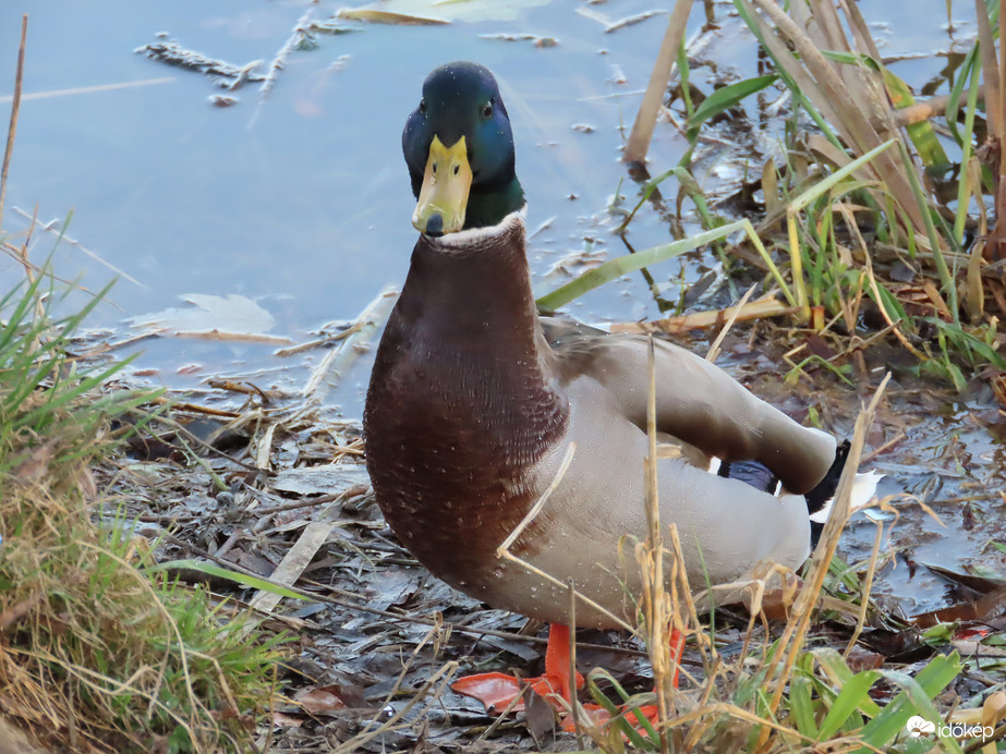 Miért nézel? Nem láttál még récét?
