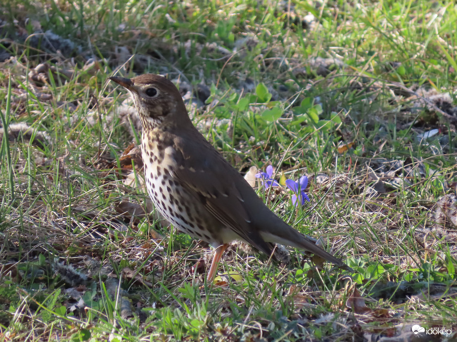 Énekes rigó ibolyákkal