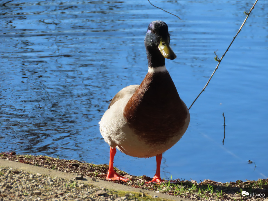 Nekem is hoztál valamit?