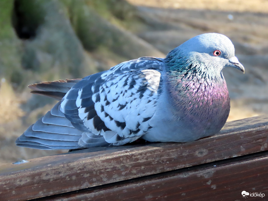 Pihenő a pad hátán