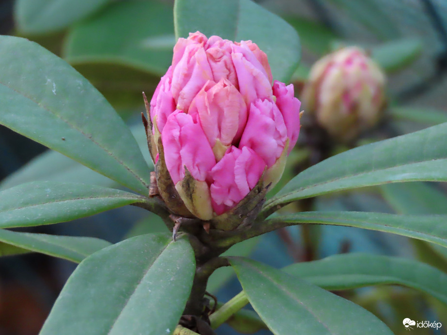 Bimbós a Rhododendron a Sportligetben