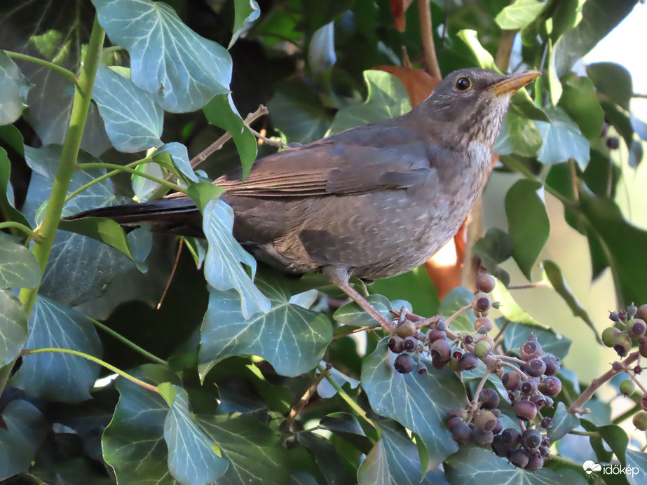 Fekete rigó a borostyán között