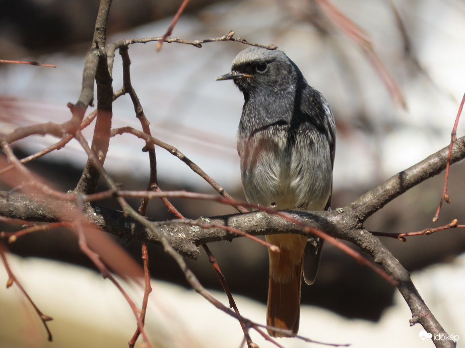 Visszajött a Házi rozsdafarkú