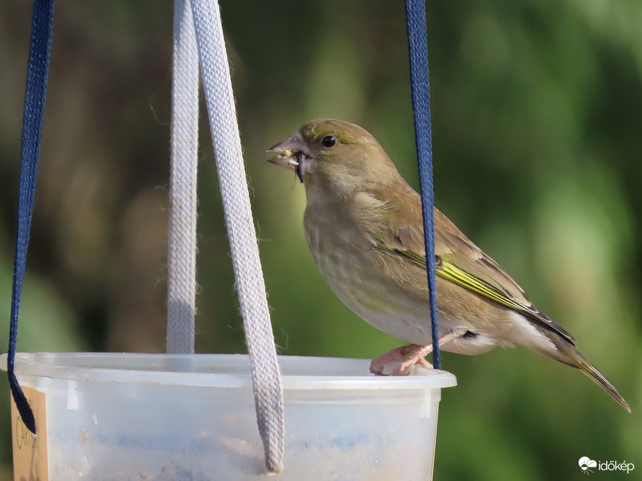 Megjelent az etetőn a Zöldike is