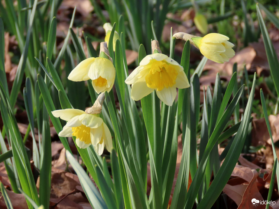 Néhány szál az "ezernyi" közül