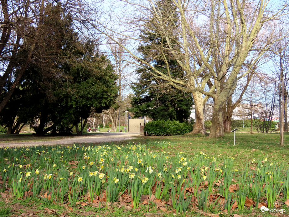 Nyílnak a nárciszok a szigeten