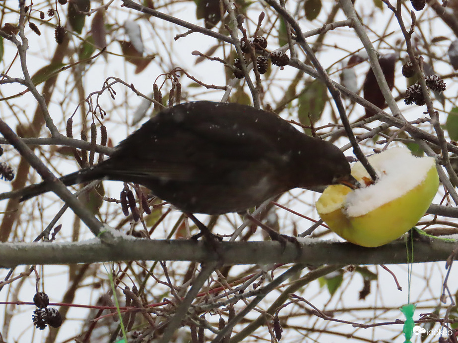 Falatozás hóesésben
