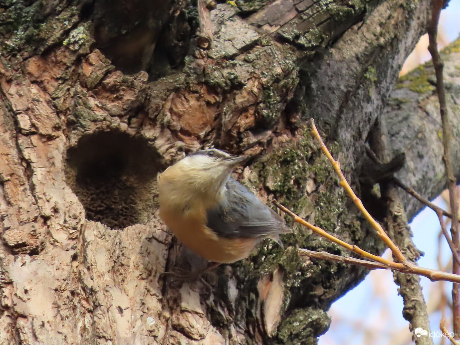 Ma is szorgoskodott a Csuszka